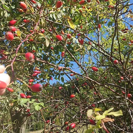 Widokowa Διαμέρισμα *